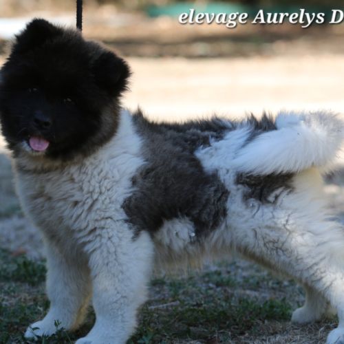 Dispo chiot femelle akita américain lof #1