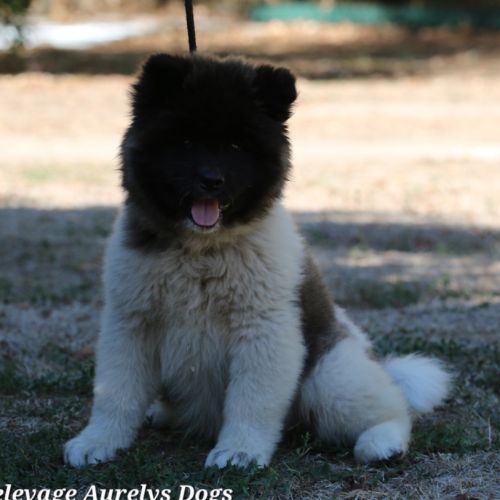 Dispo chiot femelle akita américain lof #2