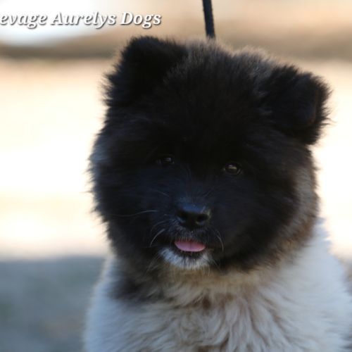 Dispo chiot femelle akita américain lof #3