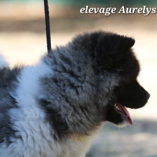 Dispo chiot femelle akita américain lof #4