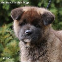 A réserver chiot akita américain lof #2