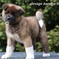 A réserver chiot akita américain lof #3