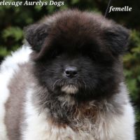 A réserver chiot akita américain lof #4