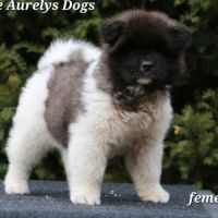 A réserver chiot akita américain lof #5