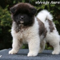 A réserver chiot akita américain lof #6
