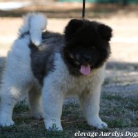 Dispo chiot femelle akita américain lof