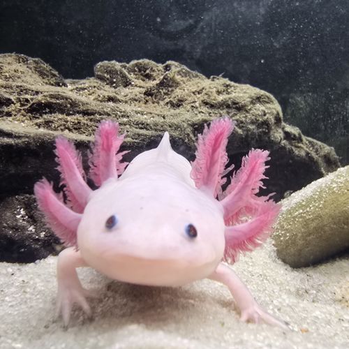 2 axolotls leucistiques+ aquarium équipé 120 l #1