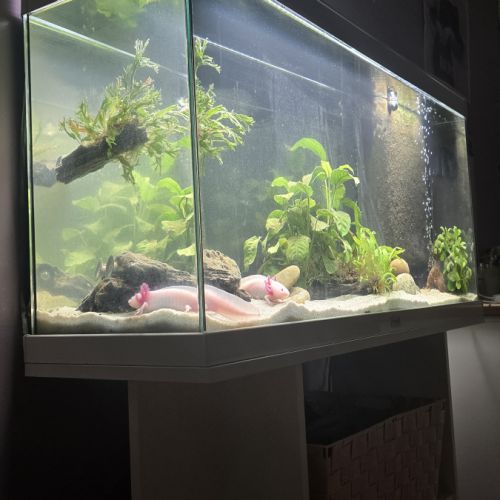 2 axolotls leucistiques+ aquarium équipé 120 l #2