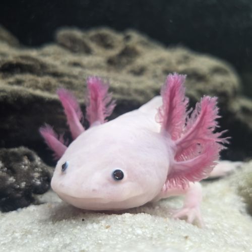 2 axolotls leucistiques+ aquarium équipé 120 l #3