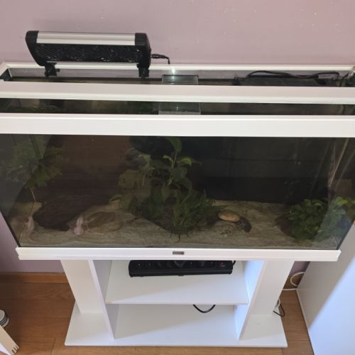 2 axolotls leucistiques+ aquarium équipé 120 l #5