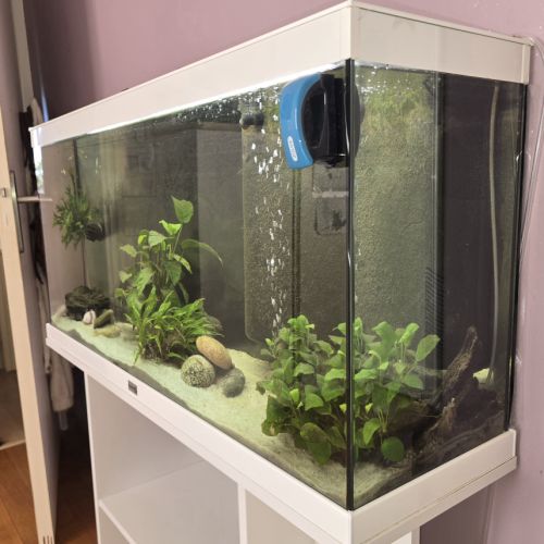 2 axolotls leucistiques+ aquarium équipé 120 l #0