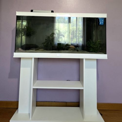 2 axolotls leucistiques+ aquarium équipé 120 l #8