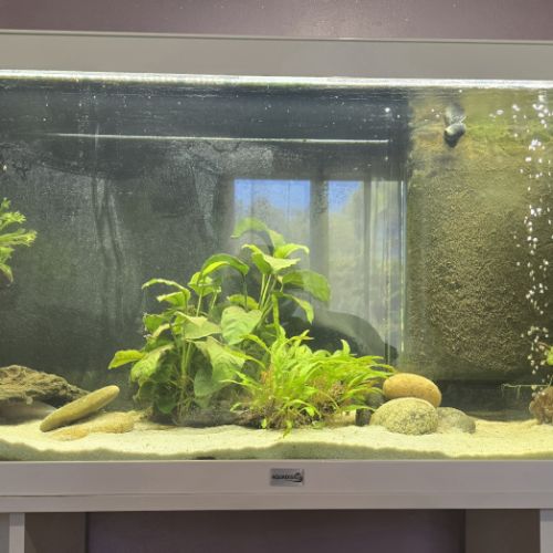 2 axolotls leucistiques+ aquarium équipé 120 l #9
