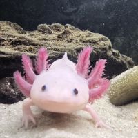 2 axolotls leucistiques+ aquarium équipé 120 l #1