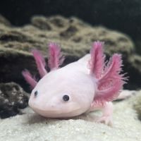 2 axolotls leucistiques+ aquarium équipé 120 l #3