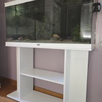 2 axolotls leucistiques+ aquarium équipé 120 l #7