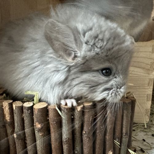 Chinchilla femelle angora #1