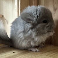 Chinchilla femelle angora #2