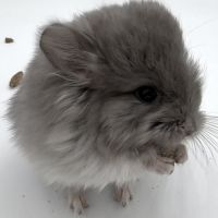 Chinchilla femelle angora