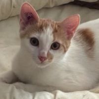 Biscuit à la recherche de sa famille pour la vie
