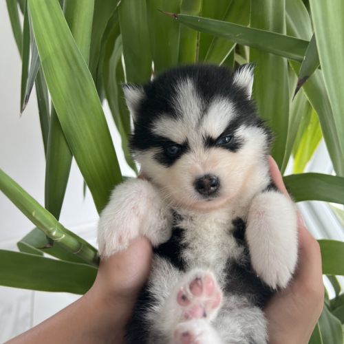 Pomsky chiots #1