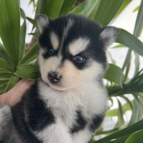 Pomsky chiots #3