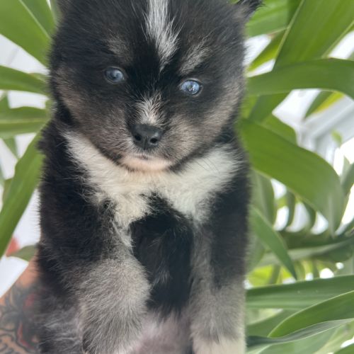 Pomsky chiots #6