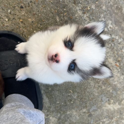 Pomsky chiots