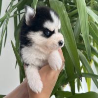 Pomsky chiots #2