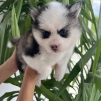 Pomsky chiots #5