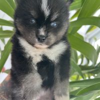 Pomsky chiots #6