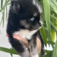 Pomsky chiots #0