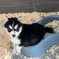 Pomsky chiots #8