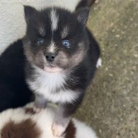 Pomsky chiots