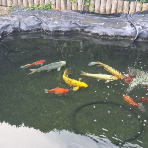 Poisson carpe koi #1