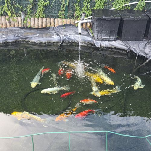 Poisson carpe koi #3