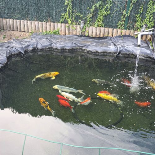 Poisson carpe koi #0