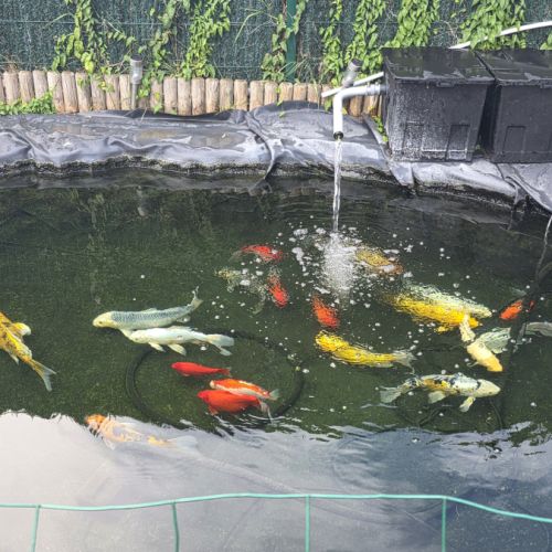 Poisson carpe koi #6