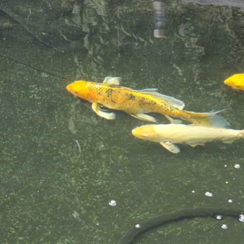 Poisson carpe koi #7