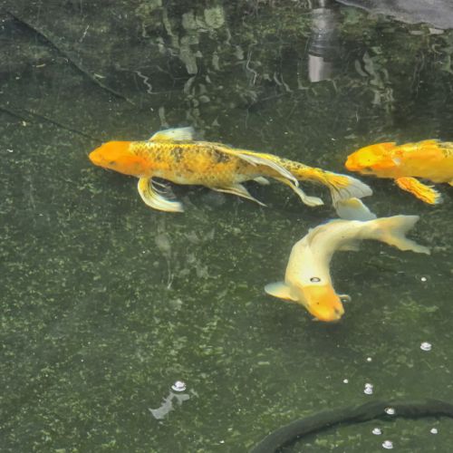 Poisson carpe koi #8