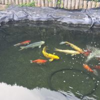Poisson carpe koi #1