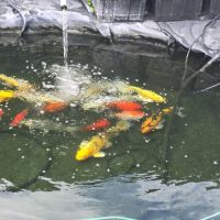 Poisson carpe koi #2
