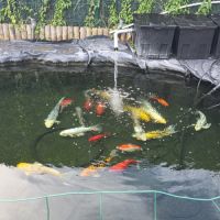Poisson carpe koi #3