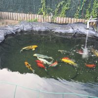 Poisson carpe koi
