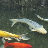 Poisson carpe koi #5