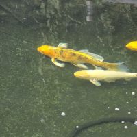 Poisson carpe koi #7