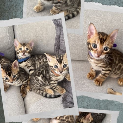 Chatons bengal #1