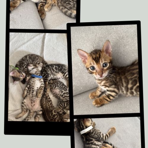 Chatons bengal #3