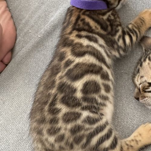Chatons bengal #7