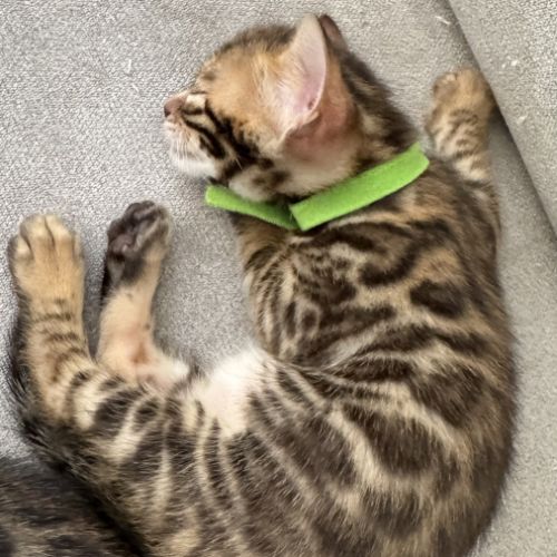 Chatons bengal #8
